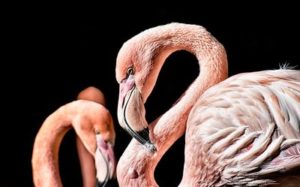 Flamingo rezervátum Dubaiban